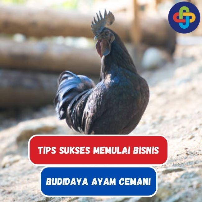 7 Tips Memulai Bisnis Budidaya Ayam Cemani